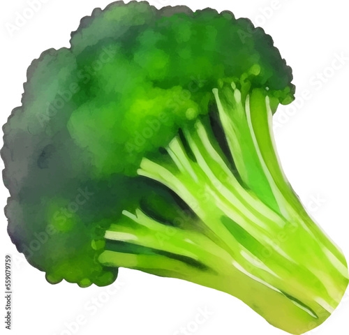 Fresh Broccoli Hand Drawn Watercolor Painting