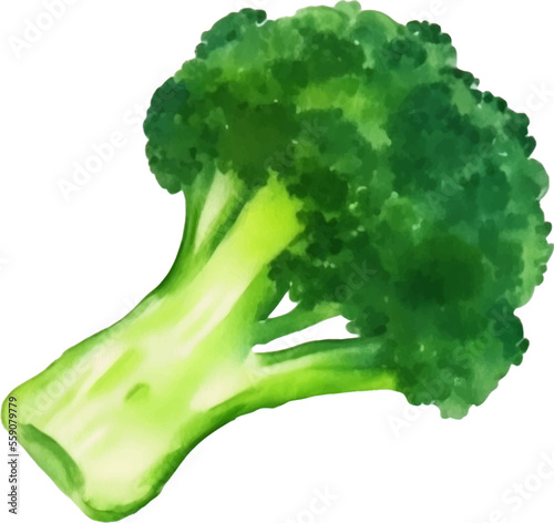 Fresh Broccoli Hand Drawn Watercolor Painting