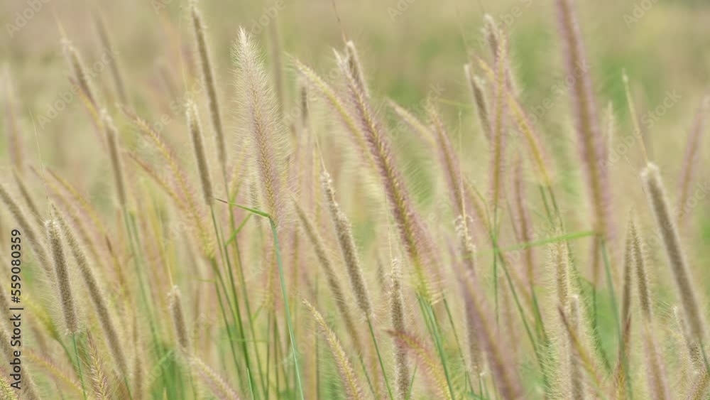 Wild Reeds Grass flower in meadow Sway From Wind blow. White Grass flowers sway with wind in green field. Meadow Near road In Countryside.White reed in green field swaying like wave in wind breeze. Wild Reeds Grass flower in meadow Sway From Wind blow. White Grass flowers sway with wind in green field. Meadow Near road In Countryside.White reed in green field swaying like wave in wind breeze.