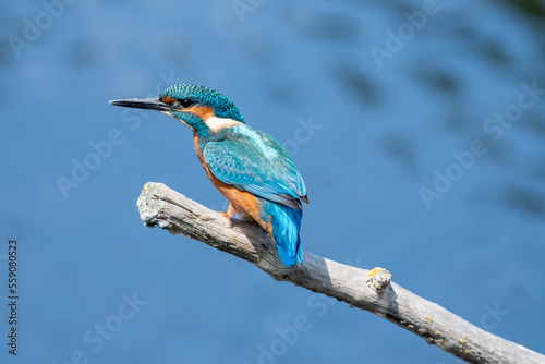 Close up shot of a juvenile male common kingfisher sitting on a perch, against a blue water background. At Lakenheath Fen nature reserve in Suffolk, UK