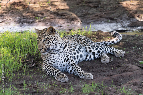 female Leopard resting on the ground in the Kruger National Park  South Africa