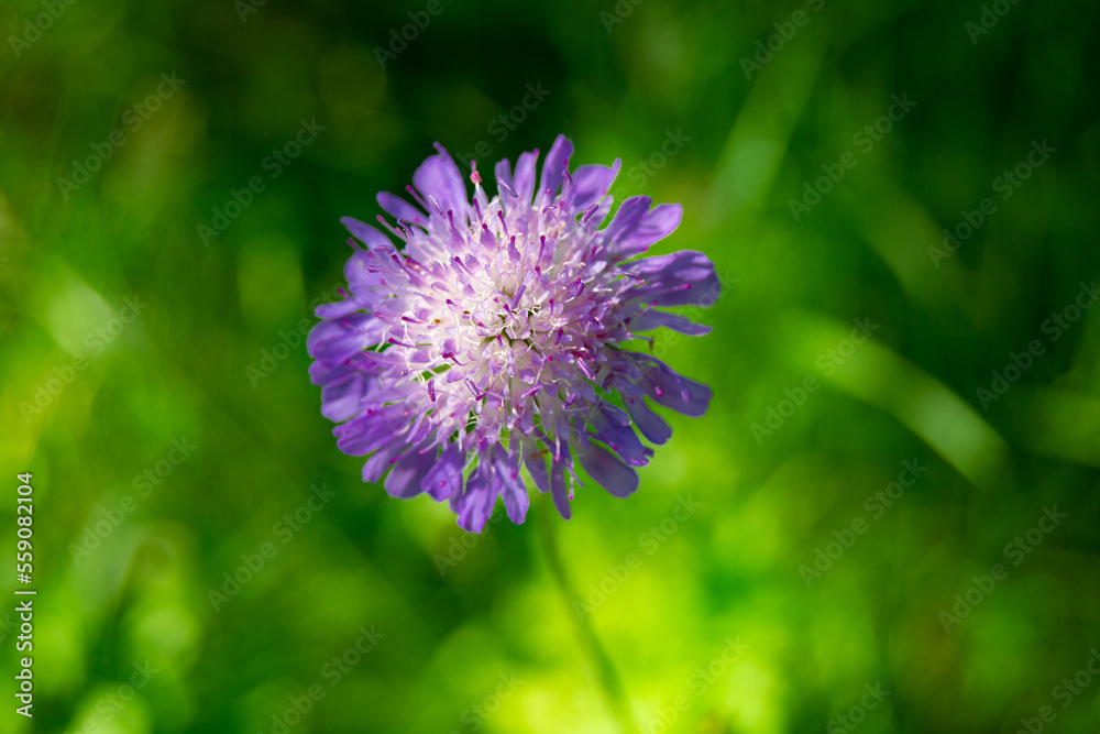 Fine wild growing flower aster echinops on background meadow Fine wild growing flower aster echinops on background meadow