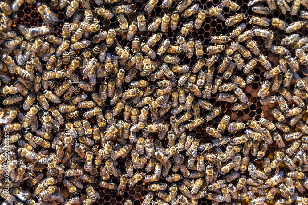 Abstract hexagon structure is honeycomb from bee hive filled Abstract hexagon structure is honeycomb from bee hive filled