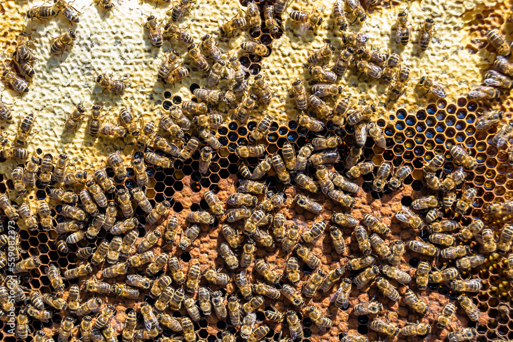 Abstract hexagon structure is honeycomb from bee hive filled Abstract hexagon structure is honeycomb from bee hive filled