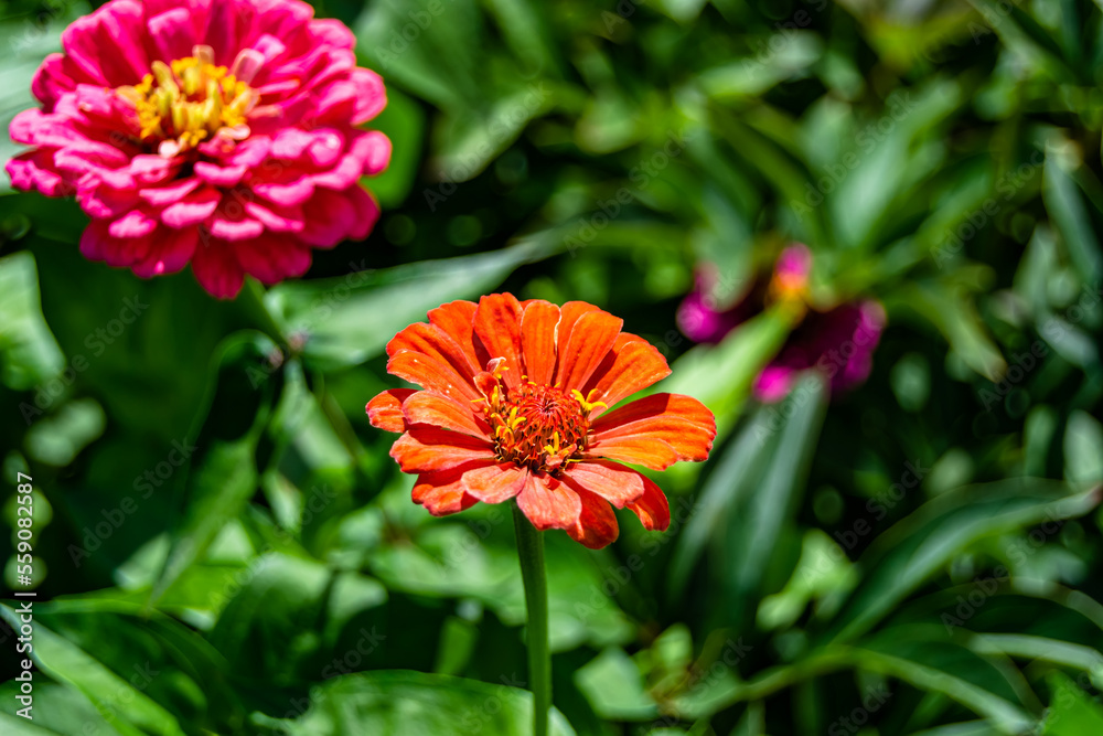 Beautiful wild growing flower zinnia elegans on background meadow Beautiful wild growing flower zinnia elegans on background meadow