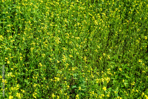 Photography on theme fine wild growing flower mustard on background meadow