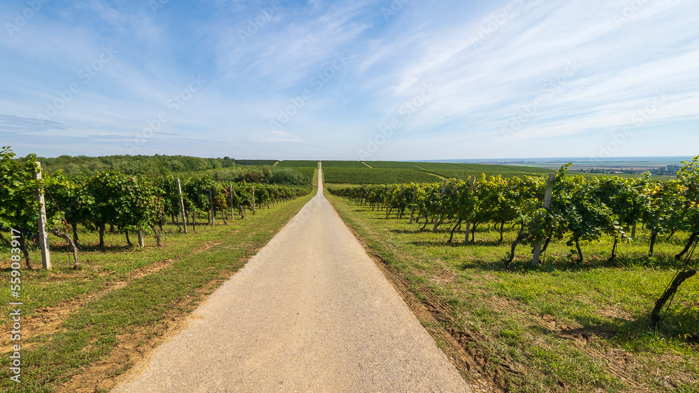 Road through the vineyards of Banská Bystrica