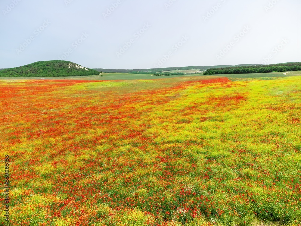 Field of red poppies. Aerial view. Beautiful field scarlet poppies flowers with selective focus. Red poppies in soft light. Glade of red poppies. Papaver sp. Nobody