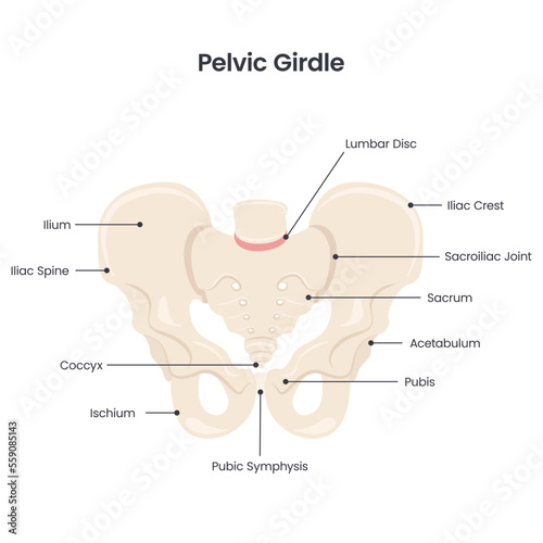 Pelvic Girdle scientific vector illustration diagram photo