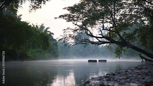 Wallpaper Mural The 1st morning sound form the jungle of year 2023 Torontodigital.ca