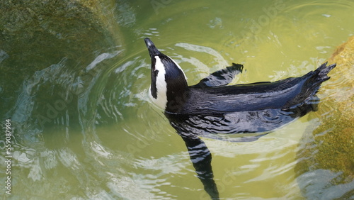 JackassPenguin|AfricanPenguin|Spheniscus demersus|斑嘴環企鵝|南非企鵝 photo