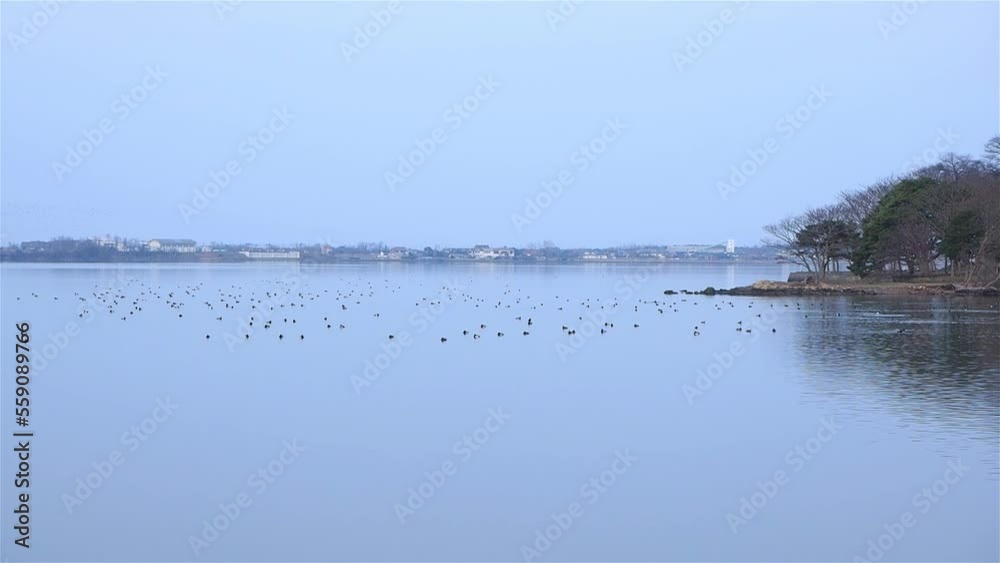 冬の湖山池の畔から見た風景 鳥取県 湖山池 冬の湖山池の畔から見た風景 鳥取県 湖山池
