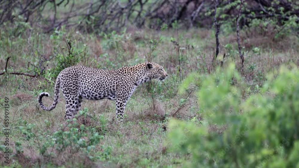 a Leopardess rasping and walking a Leopardess rasping and walking
