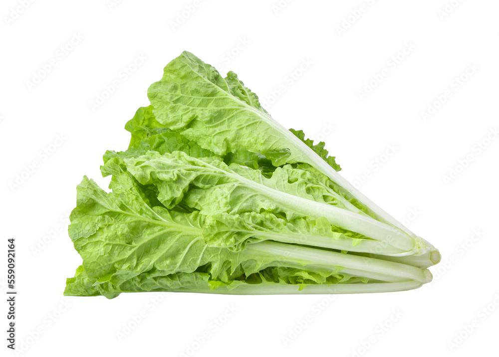 fresh lettuce leaves isolated on transparent png fresh lettuce leaves isolated on transparent png