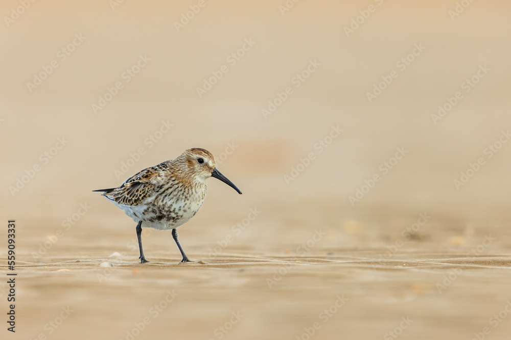 Dunlin wader bird on beach during migration Dunlin wader bird on beach during migration