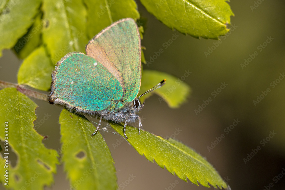 Obraz premium Green hairstreak butterfly