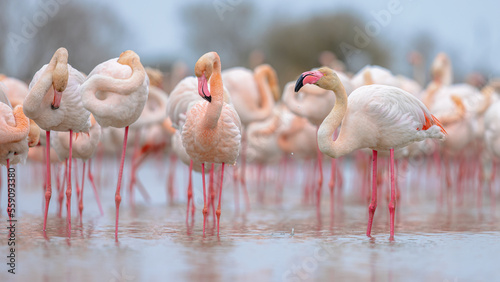 Group of greater flamingo in France