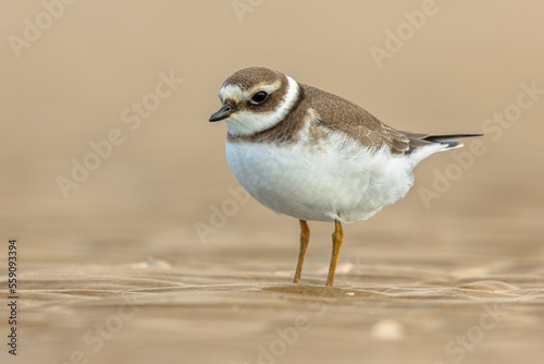 Juvenile Ringed Plover on a beach during migration
