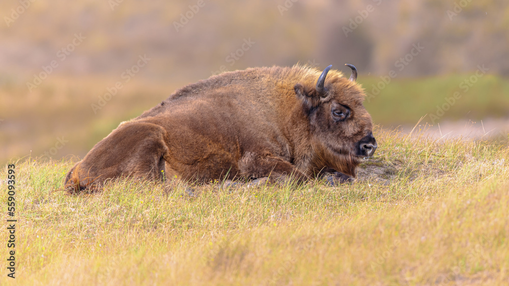Wisent or European bison one animal resting Wisent or European bison one animal resting