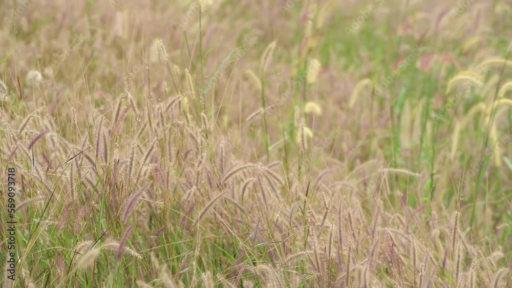 Wild Reeds Grass flower in meadow Sway From Wind blow. White Grass flowers sway with wind in green field. Meadow Near road In Countryside.White reed in green field swaying like wave in wind breeze. Wild Reeds Grass flower in meadow Sway From Wind blow. White Grass flowers sway with wind in green field. Meadow Near road In Countryside.White reed in green field swaying like wave in wind breeze.