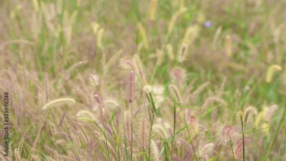 Wild Reeds Grass flower in meadow Sway From Wind blow. White Grass flowers sway with wind in green field. Meadow Near road In Countryside.White reed in green field swaying like wave in wind breeze. Wild Reeds Grass flower in meadow Sway From Wind blow. White Grass flowers sway with wind in green field. Meadow Near road In Countryside.White reed in green field swaying like wave in wind breeze.
