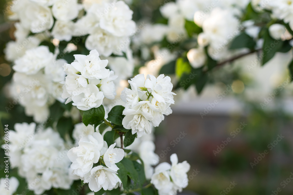 White Jasmine flower with green leaf nature background, fragrant smell good for aroma oil, Satin-wood, Cosmetic bark tree White Jasmine flower with green leaf nature background, fragrant smell good for aroma oil, Satin-wood, Cosmetic bark tree