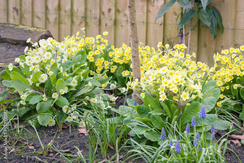 Spring flower garden border with yellow primroses, UK