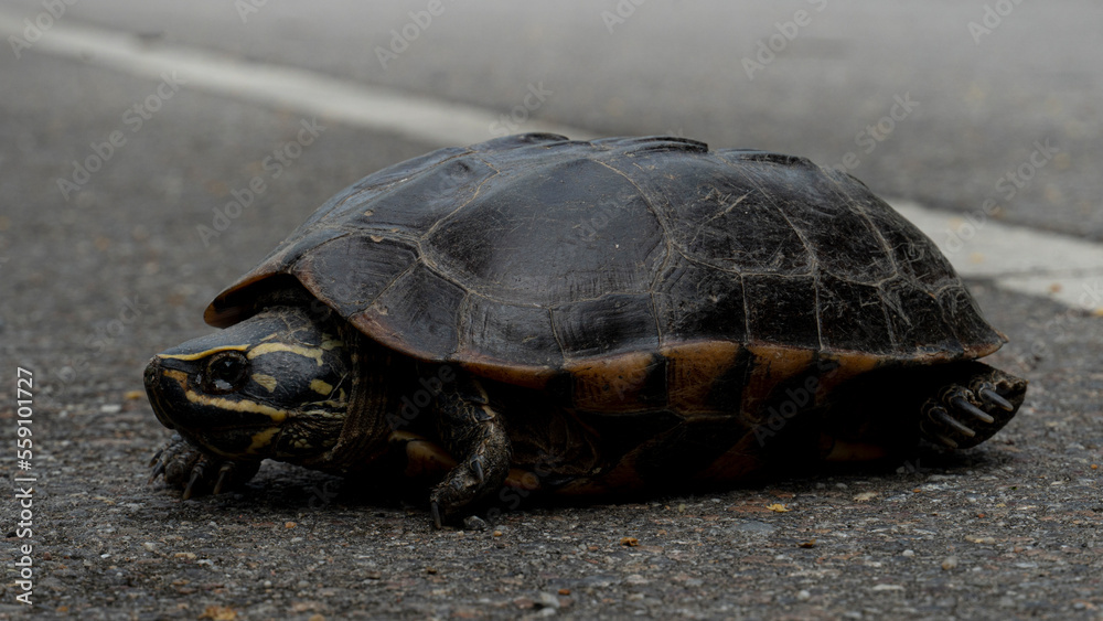 Little turtle on asphalt road. Eyes filled with tears. Attempting to walk across an asphalt road.