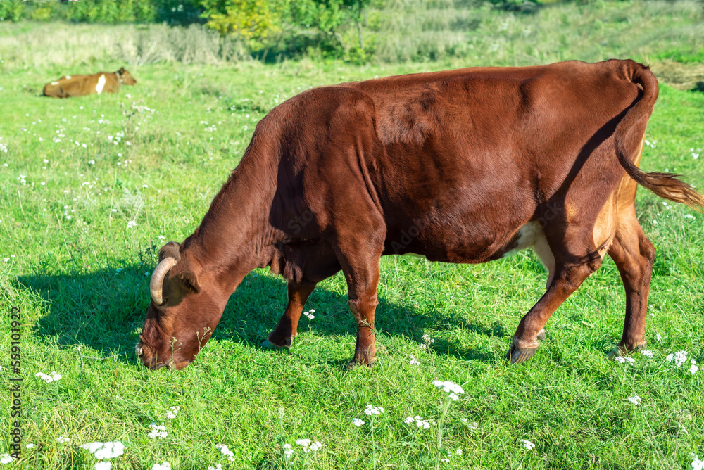 Obraz premium Angler dairy cow lies on a green meadow