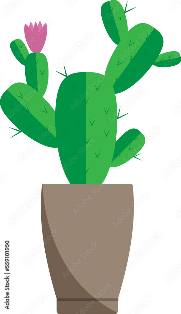 houseplant illustration, potted cactus blooms