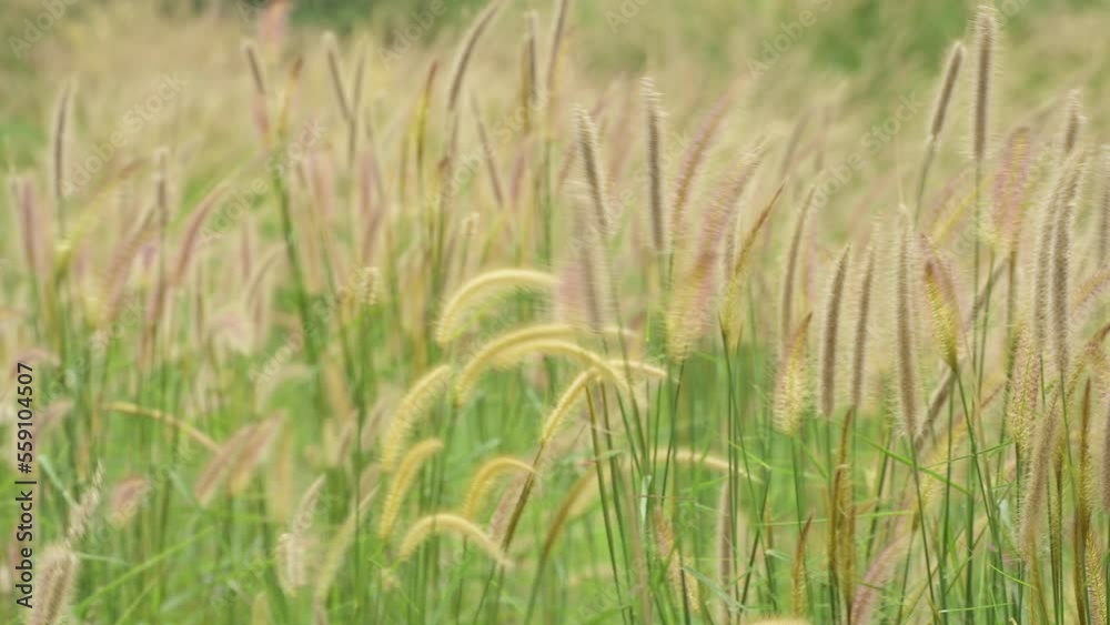Wild Reeds Grass flower in meadow Sway From Wind blow. White Grass flowers sway with wind in green field. Meadow Near road In Countryside.White reed in green field swaying like wave in wind breeze. Wild Reeds Grass flower in meadow Sway From Wind blow. White Grass flowers sway with wind in green field. Meadow Near road In Countryside.White reed in green field swaying like wave in wind breeze.