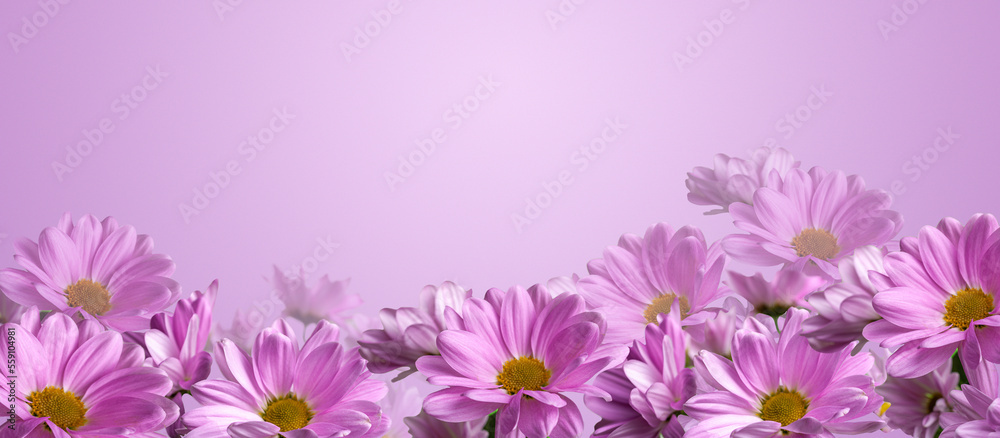 pink chrysanthemums on a pink background, floral holiday banner, copy space