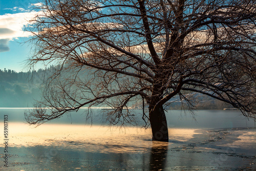 Obraz na płótnie Solitary tree in the frozen lake w salonie