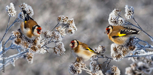 The European goldfinch or the goldfinch (Carduelis carduelis)