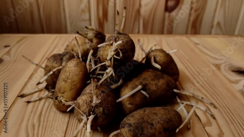 Preparation for planting seed potatoes. Closeup view video of organic potatoes sprouting isolated on wooden background.