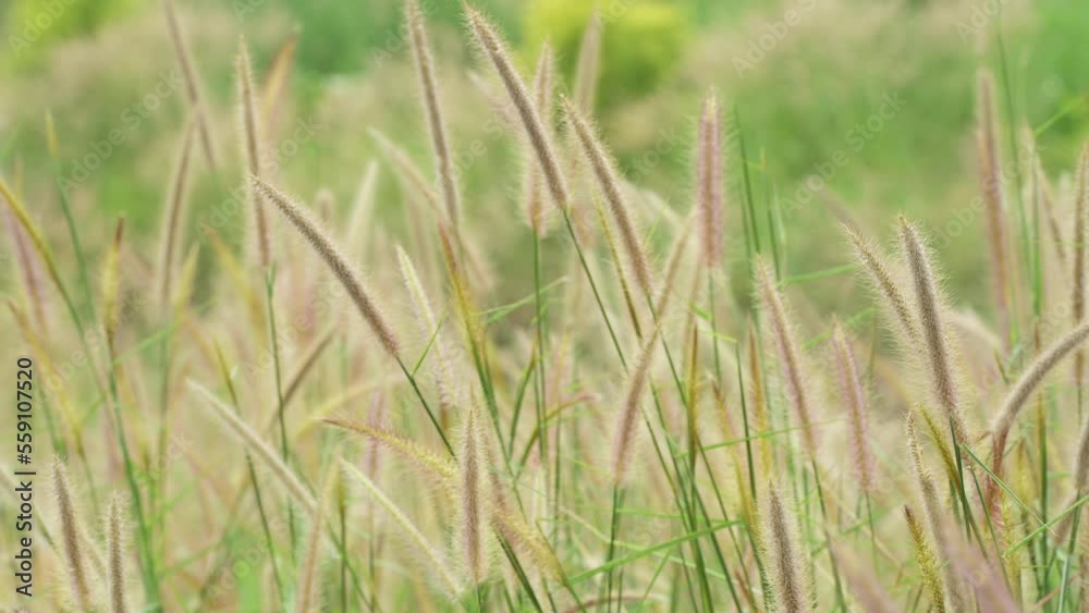 Wild Reeds Grass flower in meadow Sway From Wind blow. White Grass flowers sway with wind in green field. Meadow Near road In Countryside.White reed in green field swaying like wave in wind breeze. Wild Reeds Grass flower in meadow Sway From Wind blow. White Grass flowers sway with wind in green field. Meadow Near road In Countryside.White reed in green field swaying like wave in wind breeze.