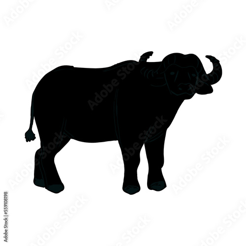 silhouette of buffalo with transparent background