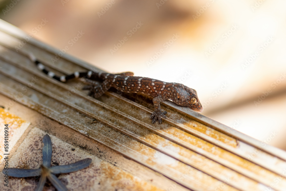 Close up baby tokay gecko was perched on the floor. Close up baby tokay gecko was perched on the floor.