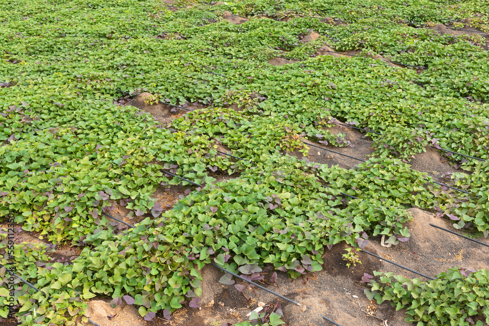 sweet potato cultivation sweet potato cultivation