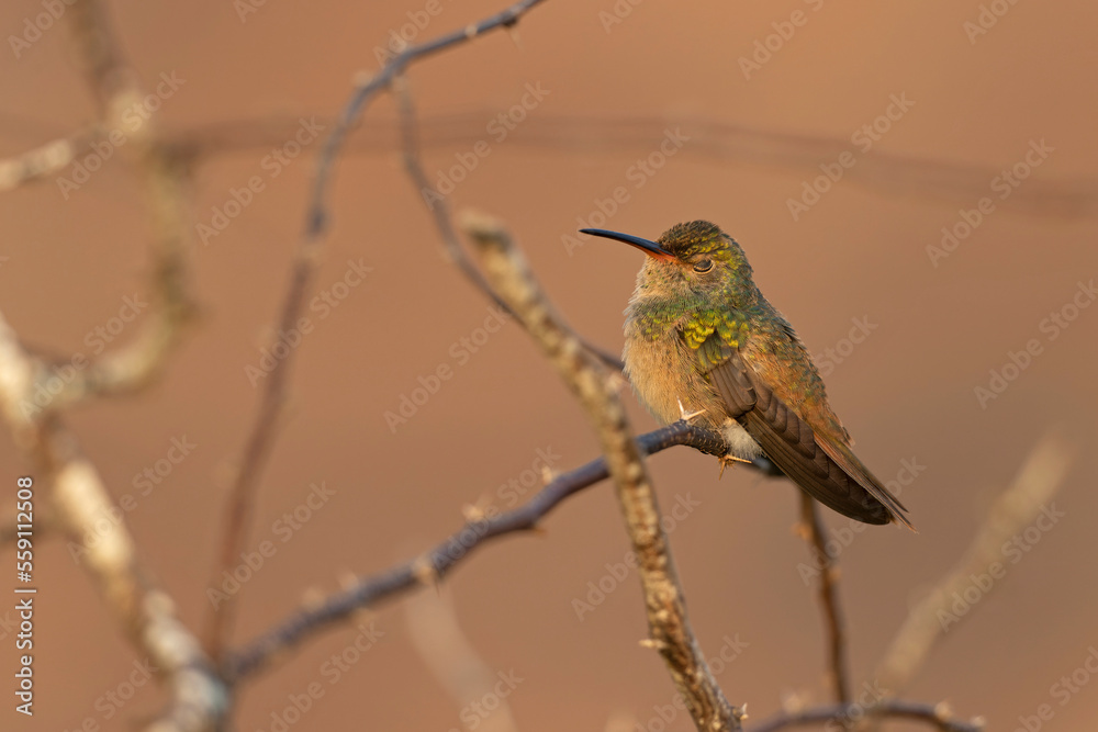 Fototapeta premium A buff-bellied hummingbird (Amazilia yucatanensis) perched on a branch resting.