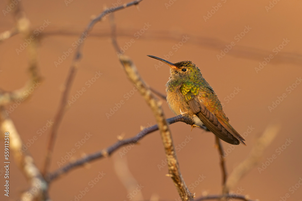 Fototapeta premium A buff-bellied hummingbird (Amazilia yucatanensis) perched on a branch resting.