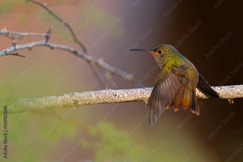 Fototapeta premium A buff-bellied hummingbird (Amazilia yucatanensis) perched on a branch stretching.