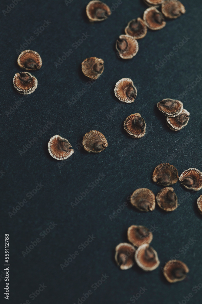 High angle view of hollyhock seeds on table High angle view of hollyhock seeds on table