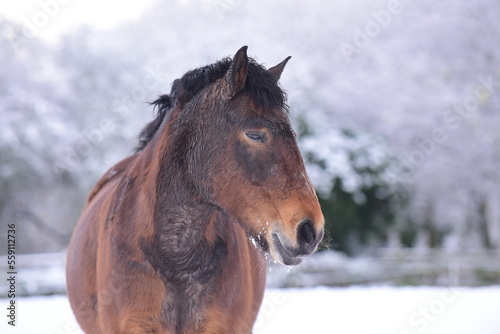 Hairy winter horses and ponies out in a snowy frosty landscape