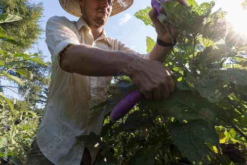 Male farmer harvesting eggplant photo