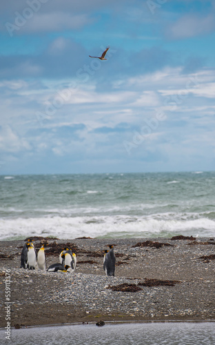 Colony of king penguins (Aptenodytes patagonicus) at Parque Pingino Rey on Tierra del Fuego photo