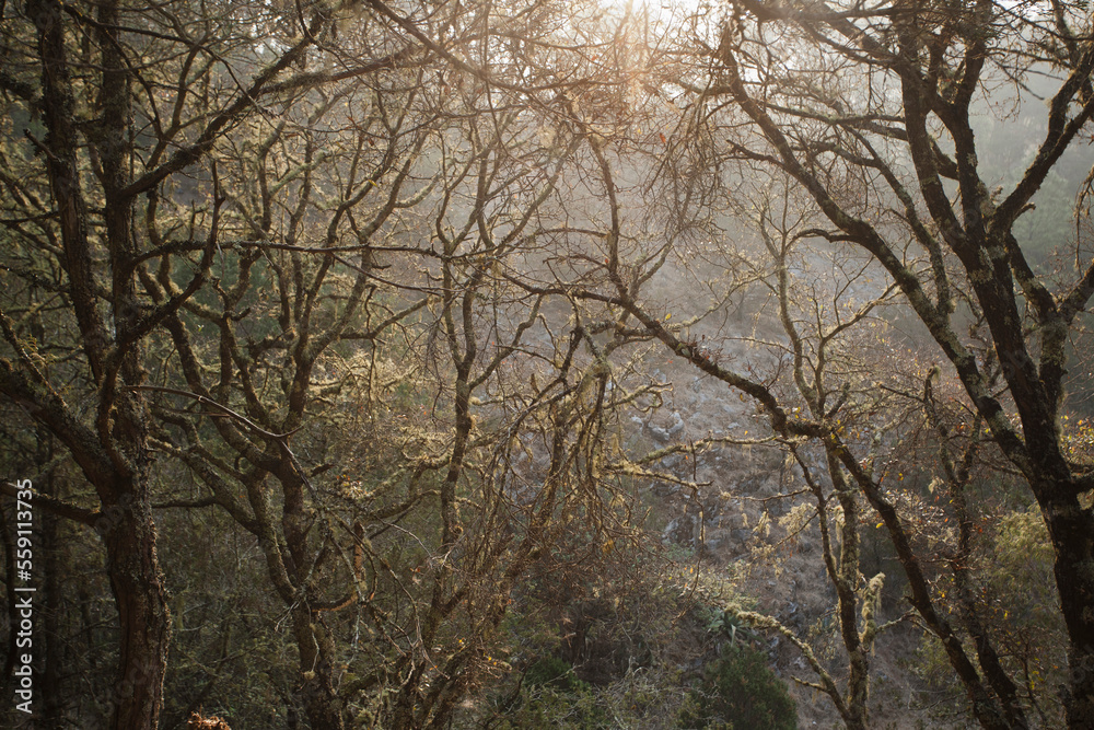 Trees with heno at sunrise in Sierra Gorda de Queretaro, Mexico. Trees with heno at sunrise in Sierra Gorda de Queretaro, Mexico.