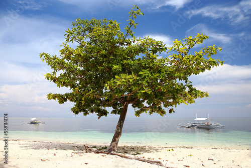 Tree on beach and outrigger boats in background, MalapascuaÂ Island, Cebu Province, CentralÂ Visayas, Philippines photo