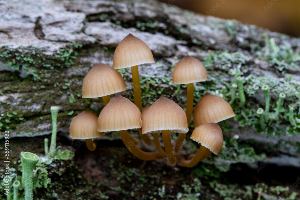Mycena mushrooms growing on log Mycena mushrooms growing on log