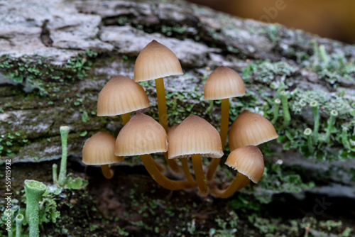 Mycena mushrooms growing on log
